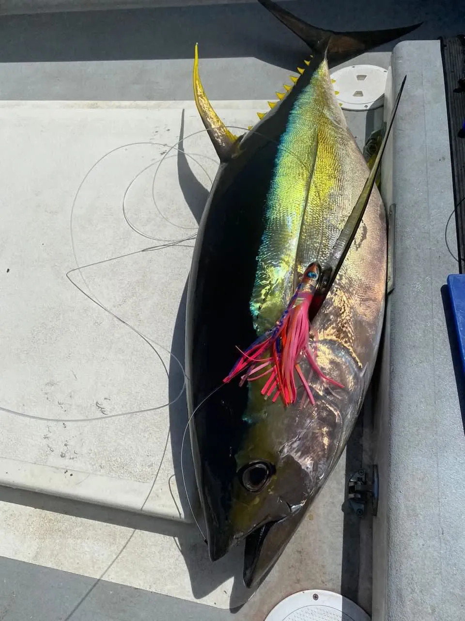 TOP CHOICE! 7" Ali'i Fish Series: Da Amaebi